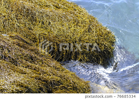在岩石地區自然生長的天然羊栖菜 76685334