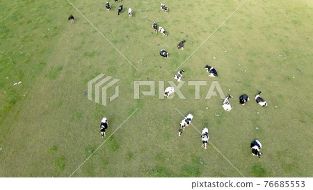 Cow grazing aerial view 76685553