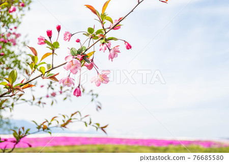 Malus halliana and the sky Malus halliana and the sky 76685580