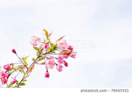 海棠與天空 海棠與天空 76685581