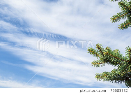 Sky and blue spruce 76685582