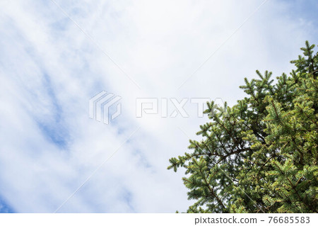 Sky and blue spruce Sky and blue spruce 76685583