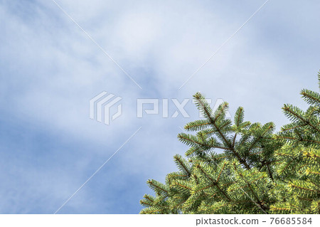 Sky and blue spruce 76685584