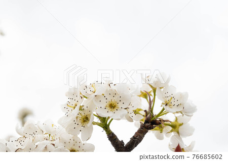 Sky and pear flowers 76685602