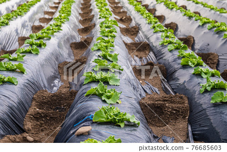 Plateau lettuce field 76685603