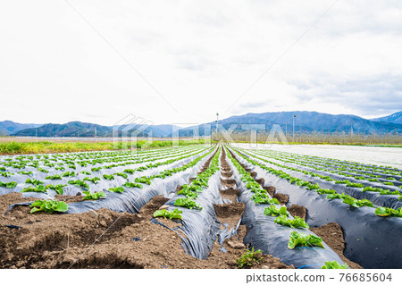Plateau lettuce field Shiojiri City 76685604