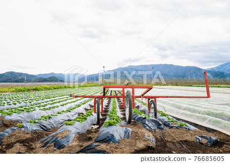 Plateau lettuce field Shiojiri City 76685605
