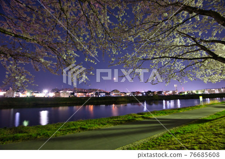 櫻花盛開的夜晚公園 76685608