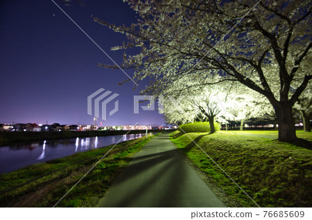 櫻花盛開的夜晚公園散步小路 櫻花盛開的夜晚公園散步小路 76685609