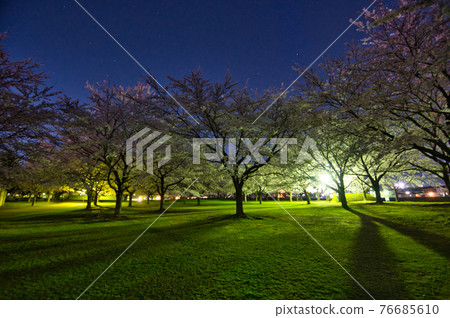 櫻花盛開的夜晚公園 櫻花盛開的夜晚公園 76685610