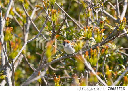 Russet sparrow male migrating in spring Russet sparrow male migrating in spring 76685718
