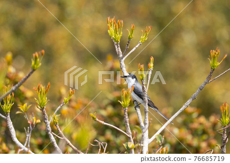 Ashy minivet migrating in spring Ashy minivet migrating in spring 76685719
