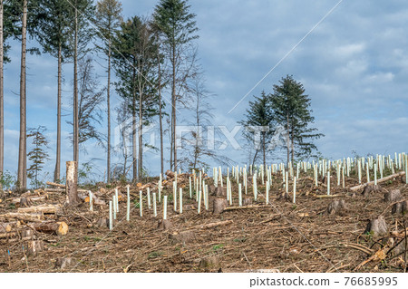 chopped Woodland new plantation Germany replanted with new sapling deciduous trees protected with plastic tubes chopped Woodland new plantation Germany replanted with new sapling deciduous trees protected with plastic tubes 76685995