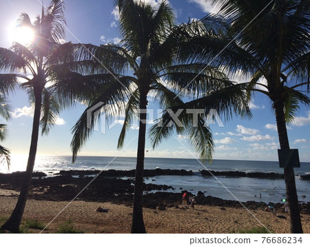 North Shore palm tree, sunset and sea 76686234