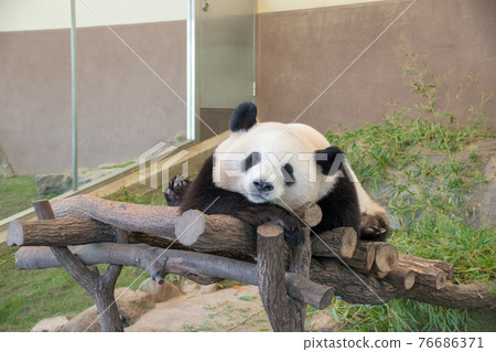 熊貓在晚上 76686371