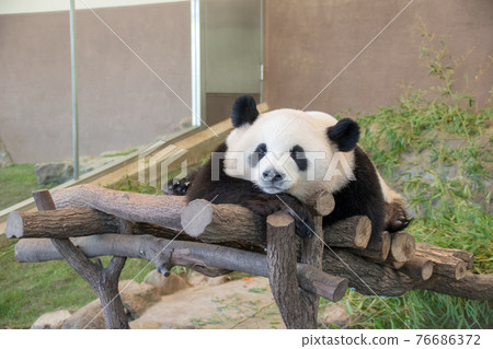 Panda in the evening Panda in the evening 76686372