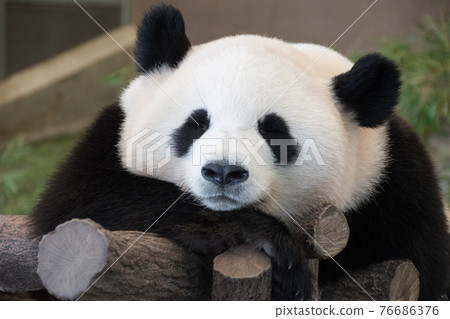 Panda in the evening 76686376