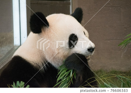 熊貓在晚上 熊貓在晚上 76686383