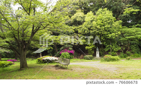 神奈川縣橫濱市金澤區名寺正明寺的翠綠 76686678