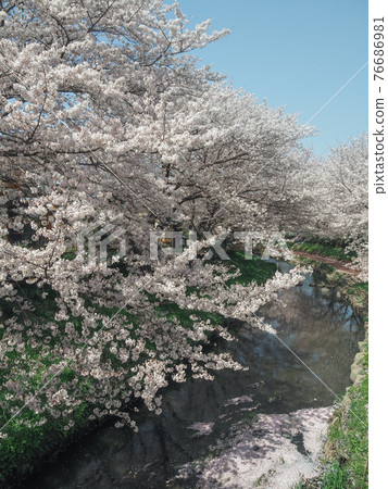 Konosu City, Saitama Prefecture, Motoara River Cherry Blossom Trees Konosu City, Saitama Prefecture, Motoara River Cherry Blossom Trees 76686981