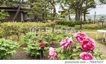神奈川縣橫濱市金澤區野島公園伊藤博文別亭的春天 神奈川縣橫濱市金澤區野島公園伊藤博文別亭的春天 76687037