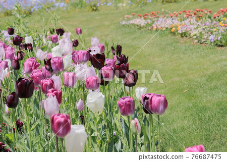 Flowers 76687475
