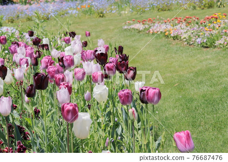 Flowers Flowers 76687476