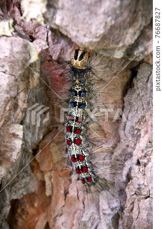 Lymantria dispar caterpillars move in forest. 76687827
