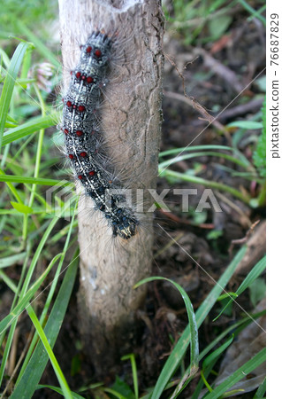 Lymantria dispar caterpillars move in forest. Lymantria dispar caterpillars move in forest. 76687829