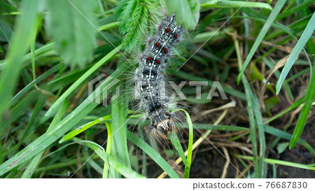 Lymantria dispar caterpillars move in forest. Lymantria dispar caterpillars move in forest. 76687830