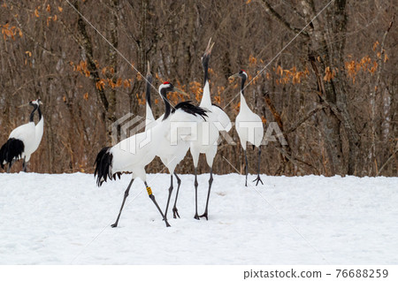 Red-crowned crane winter scenery 76688259