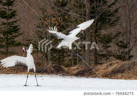 Red-crowned crane winter scenery 76688275
