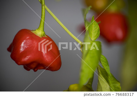 bishop's crown chili pepper 76688317