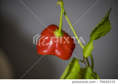 bishop's crown chili pepper 76688319