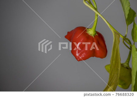 bishop's crown chili pepper 76688320