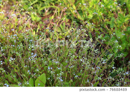 一朵花 一朵花 76688489