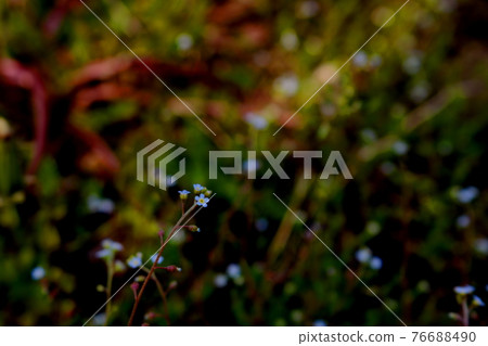 A flower A flower 76688490