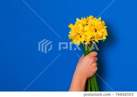 Female hand holds bouquet of yellow daffodil flowers on blue background. 8 march women's day concept. Female hand holds bouquet of yellow daffodil flowers on blue background. 8 march women's day concept. 76688503