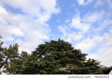 藍天、樹木和神社 藍天、樹木和神社 76688505
