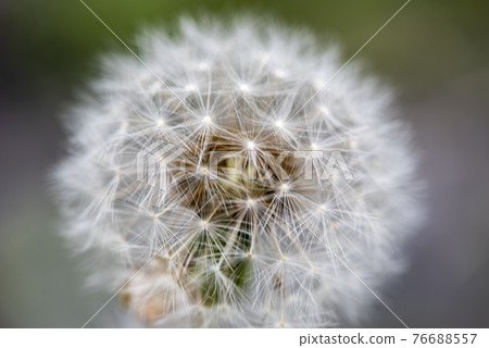Dandelion Dandelion 76688557