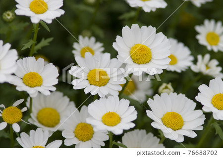 The flowers of the North Pole in the park are in full bloom. White flowers are densely blooming. 76688702