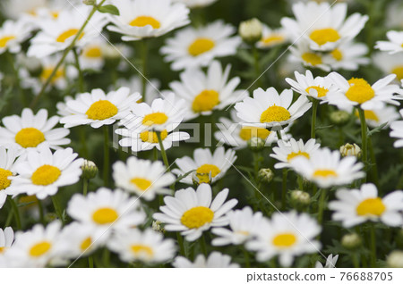 公園中北極的花朵盛開。白花密密麻麻地盛開。 76688705
