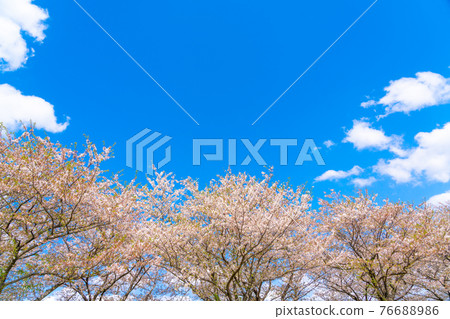 Blue sky and cherry blossoms in full bloom 76688986