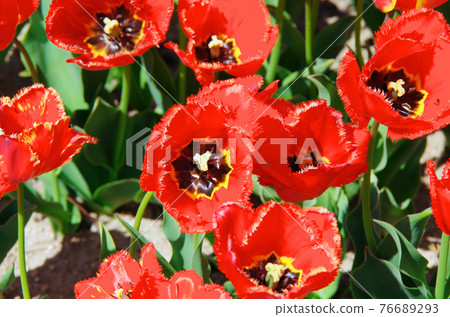 [品種：勃艮第的花邊]鬱金香，鮮豔的紅色邊緣綻放的花瓣 76689293