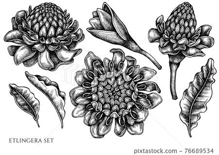 Vector set of hand drawn black and white etlingera 76689534