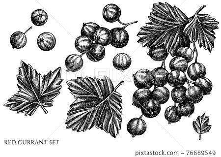 Vector set of hand drawn black and white red currant Vector set of hand drawn black and white red currant 76689549