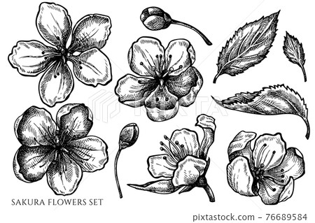 Vector set of hand drawn black and white sakura... - Stock Illustration ...