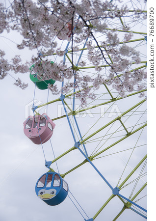 Amusement park cherry blossoms Amusement park cherry blossoms 76689700