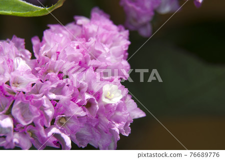This is a close-up photo of pink statice. The scientific name is Limonium sinuatum. This is a close-up photo of pink statice. The scientific name is Limonium sinuatum. 76689776