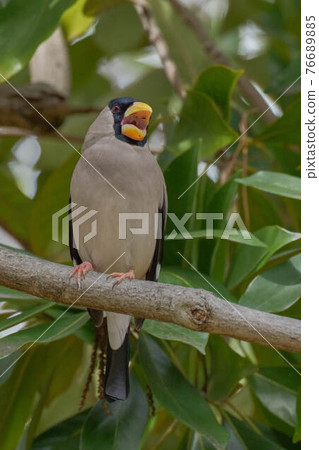 蠟嘴鳥 76689885